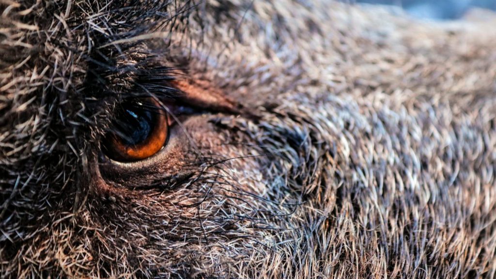 The Boar They Butchered — The Demise of Ringwood Brewery,&nbsp;Hampshire