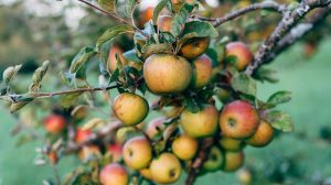 Close to the Tree — Pochle, Edinburgh’s Communal Apple&nbsp;Spirit